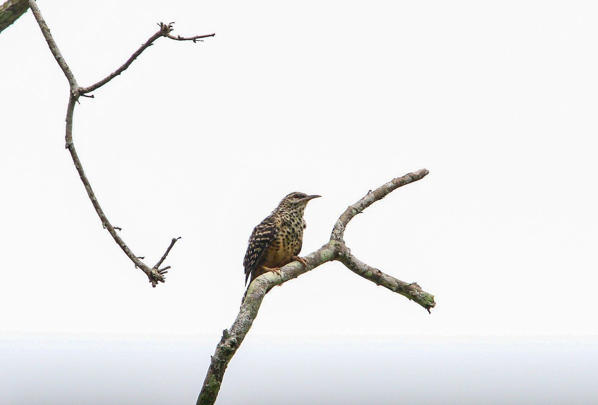 Band-backed Wren - ML642082355