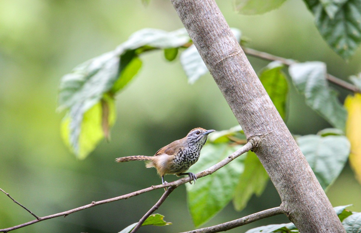 Spot-breasted Wren - ML642082362