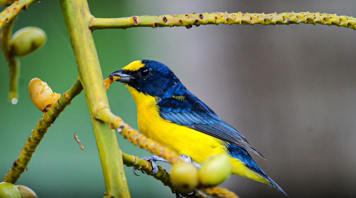 Yellow-throated Euphonia - ML642082378