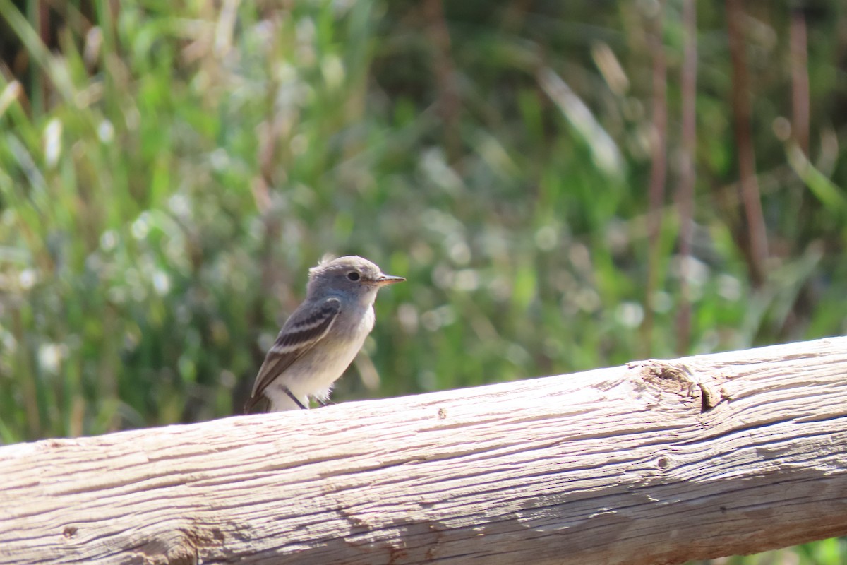 gråempid - ML642082388