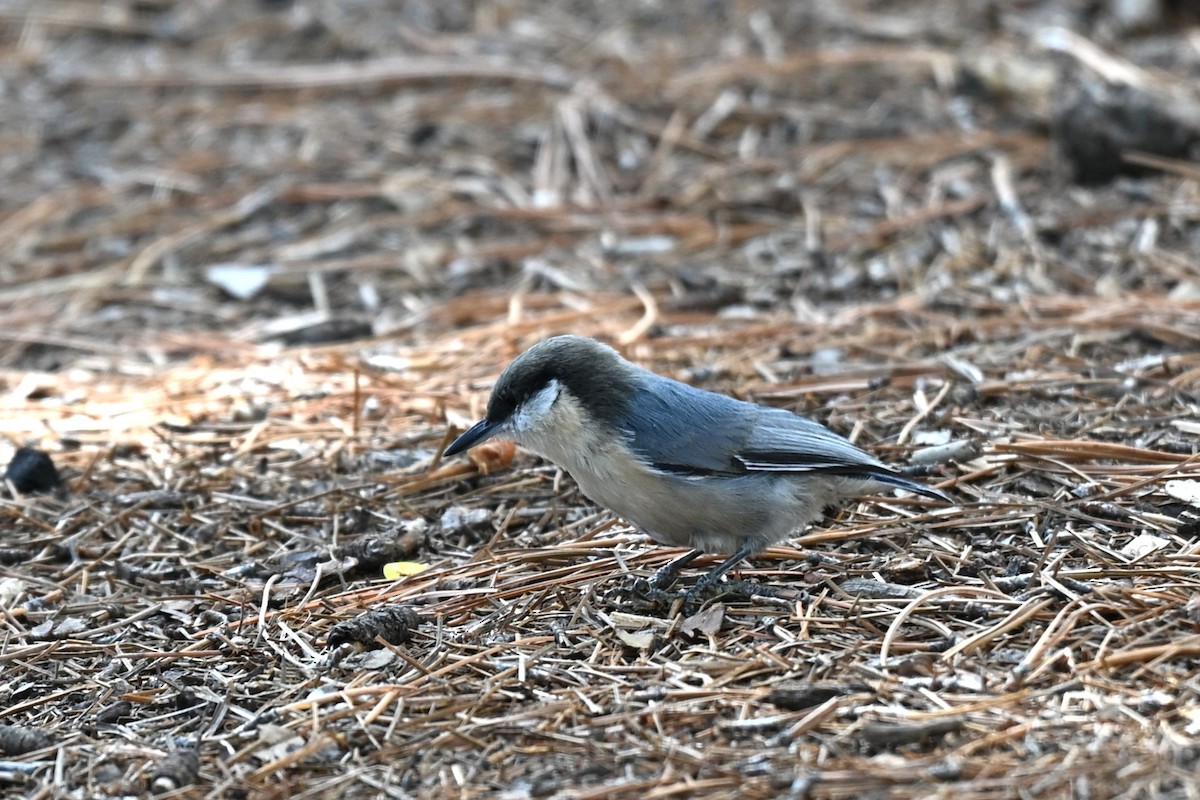 pygméspettmeis - ML642082391