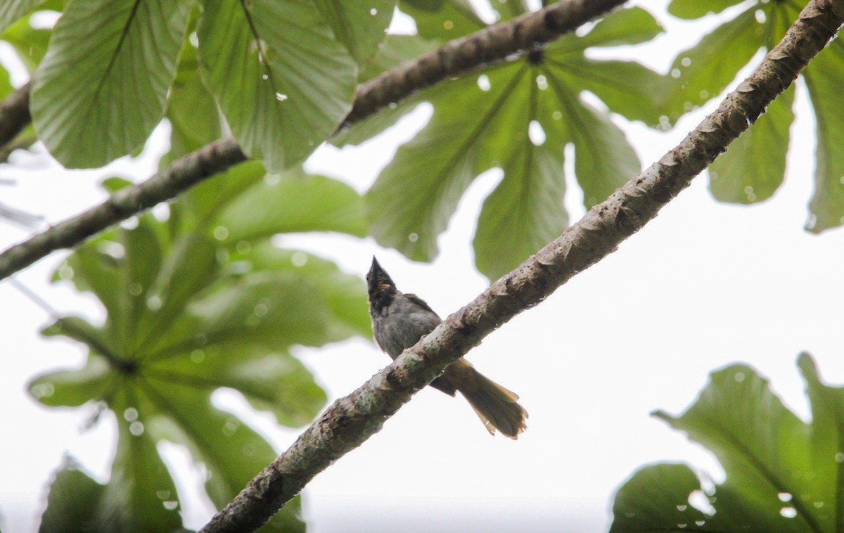 Buff-throated Saltator - ML642082394