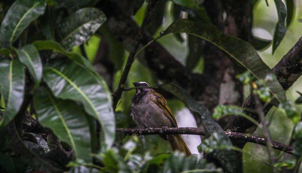 Buff-throated Saltator - ML642082395
