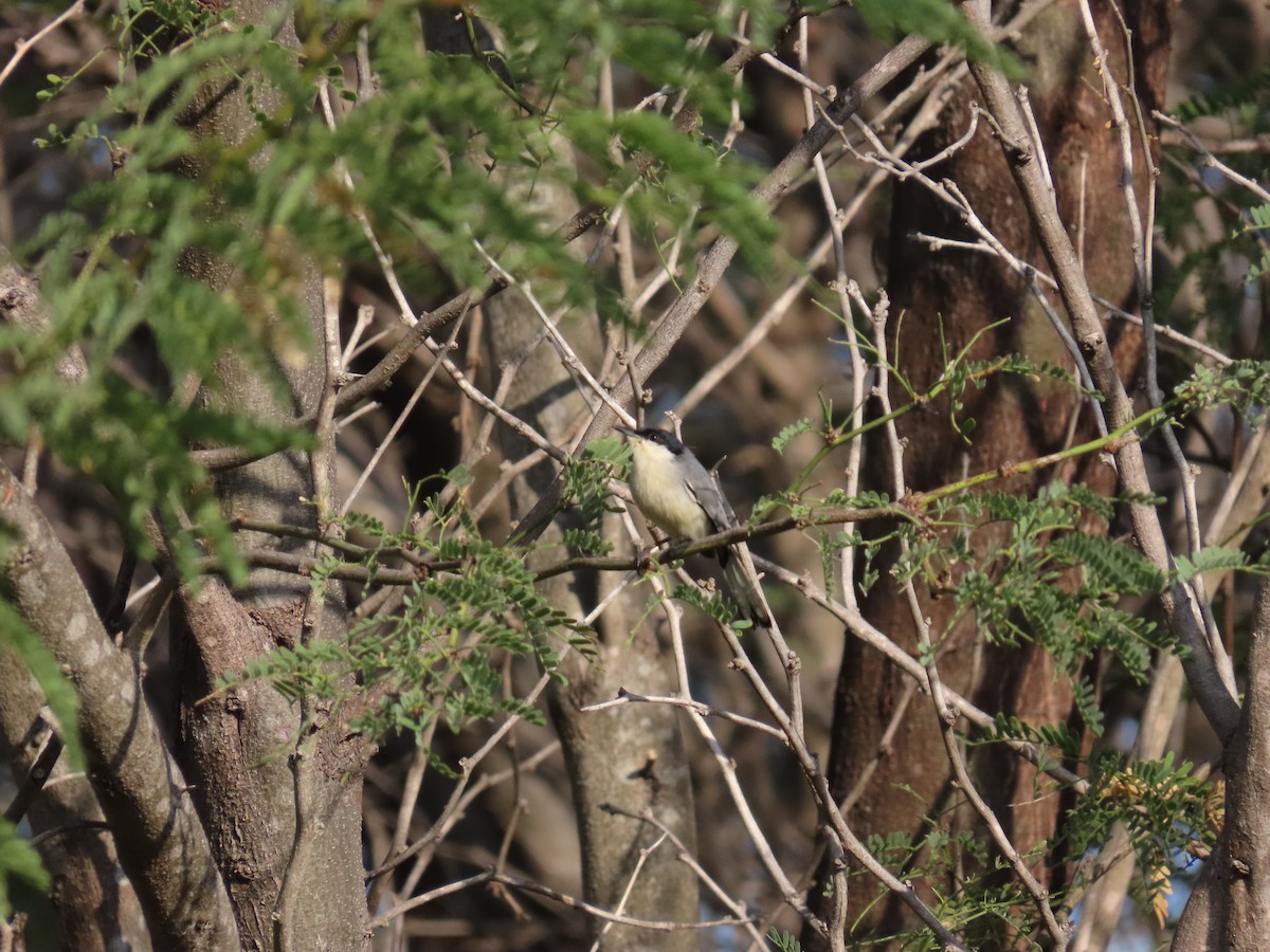 Tropical Gnatcatcher - ML642082404