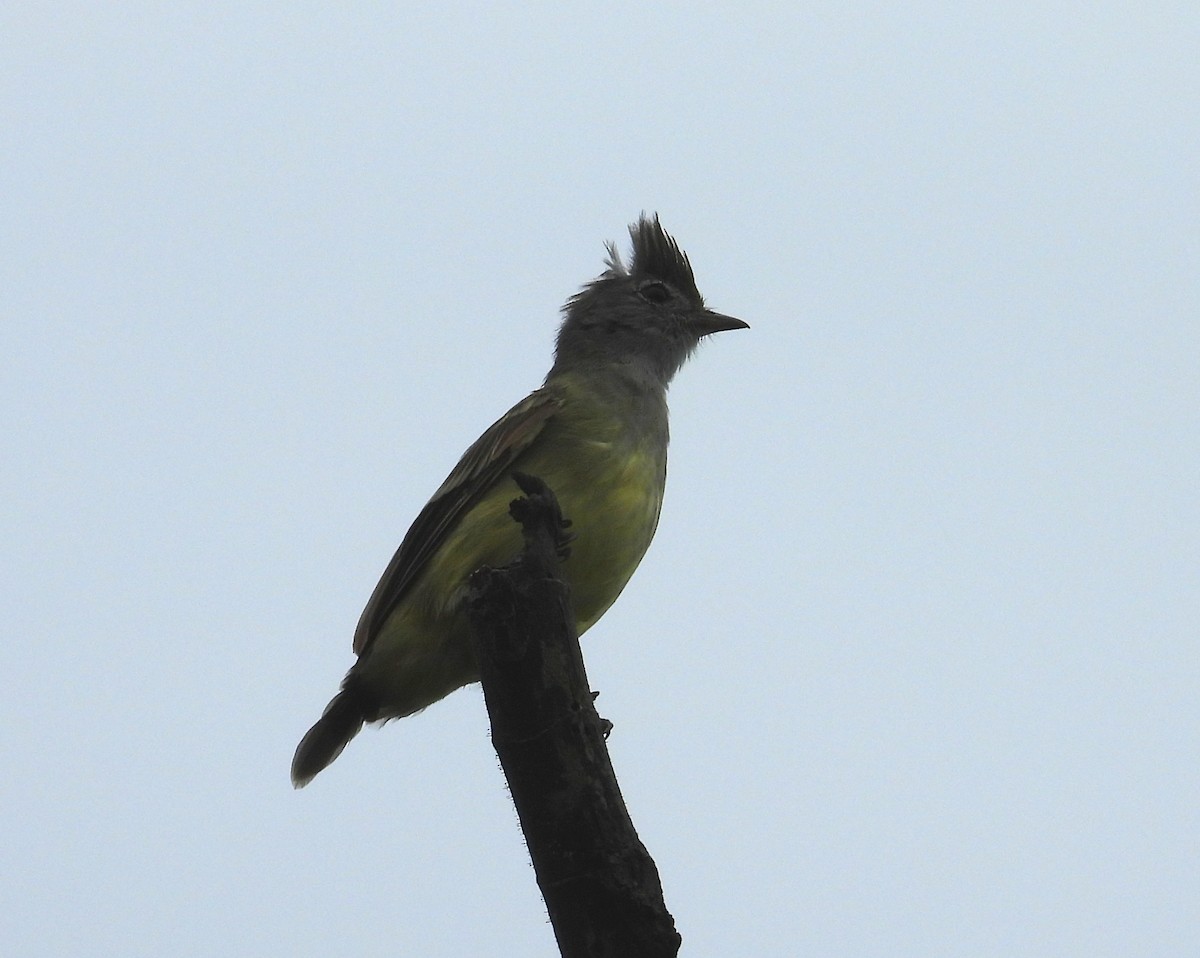 Yellow-bellied Elaenia - ML642082407