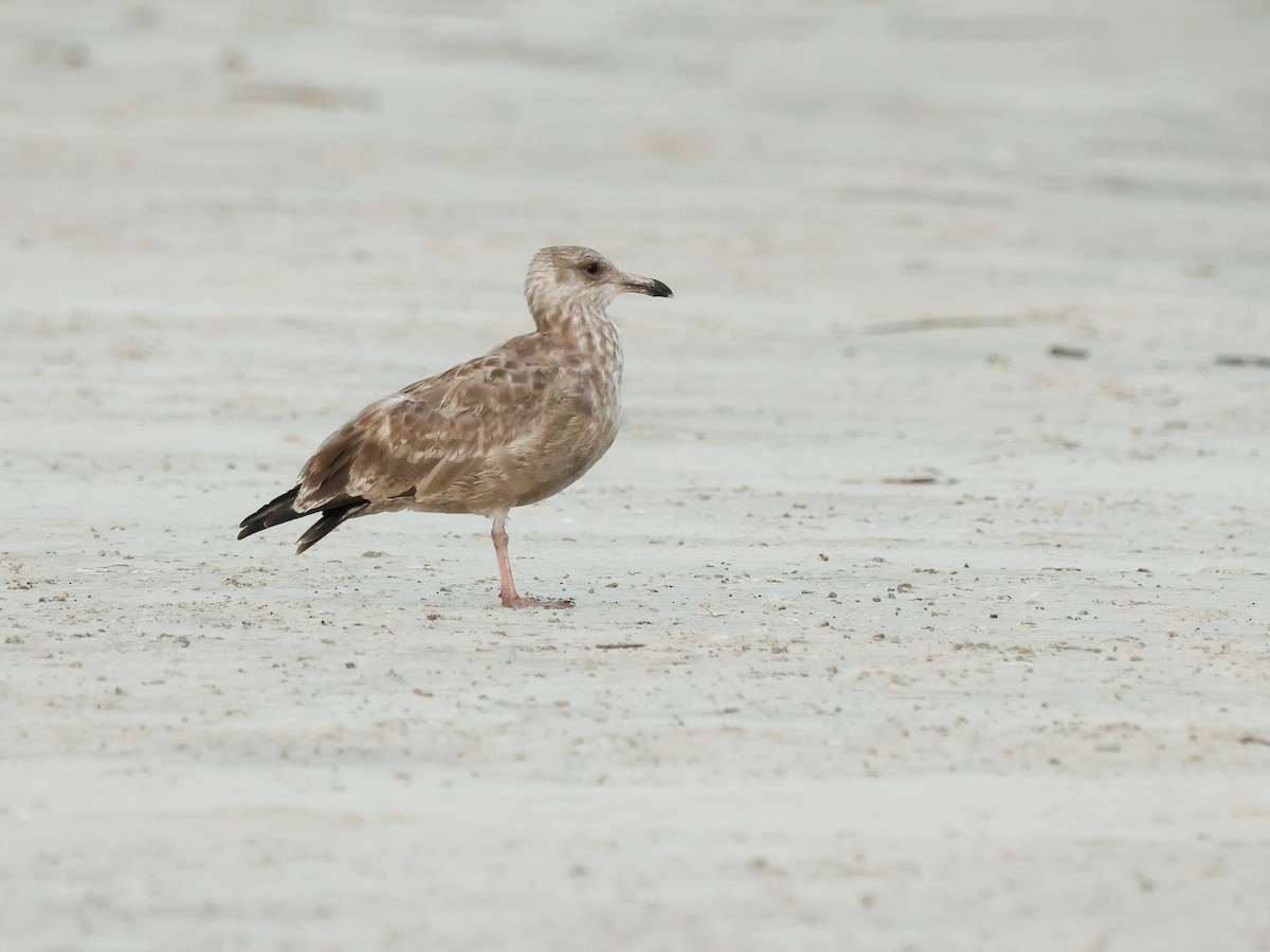 American Herring Gull - ML642082409