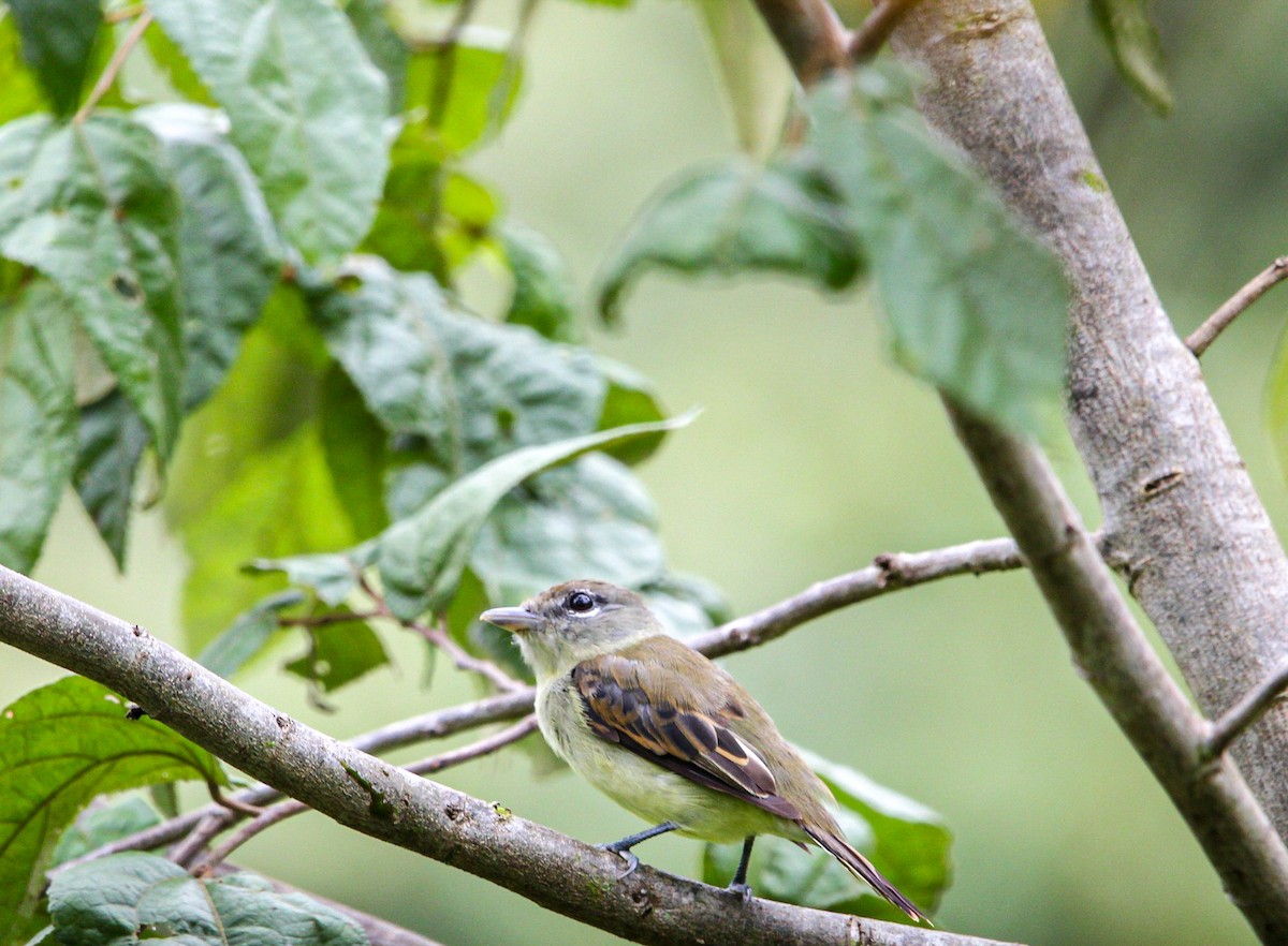 White-winged Becard - ML642082411