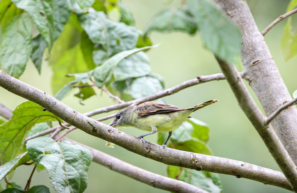 White-winged Becard - ML642082412