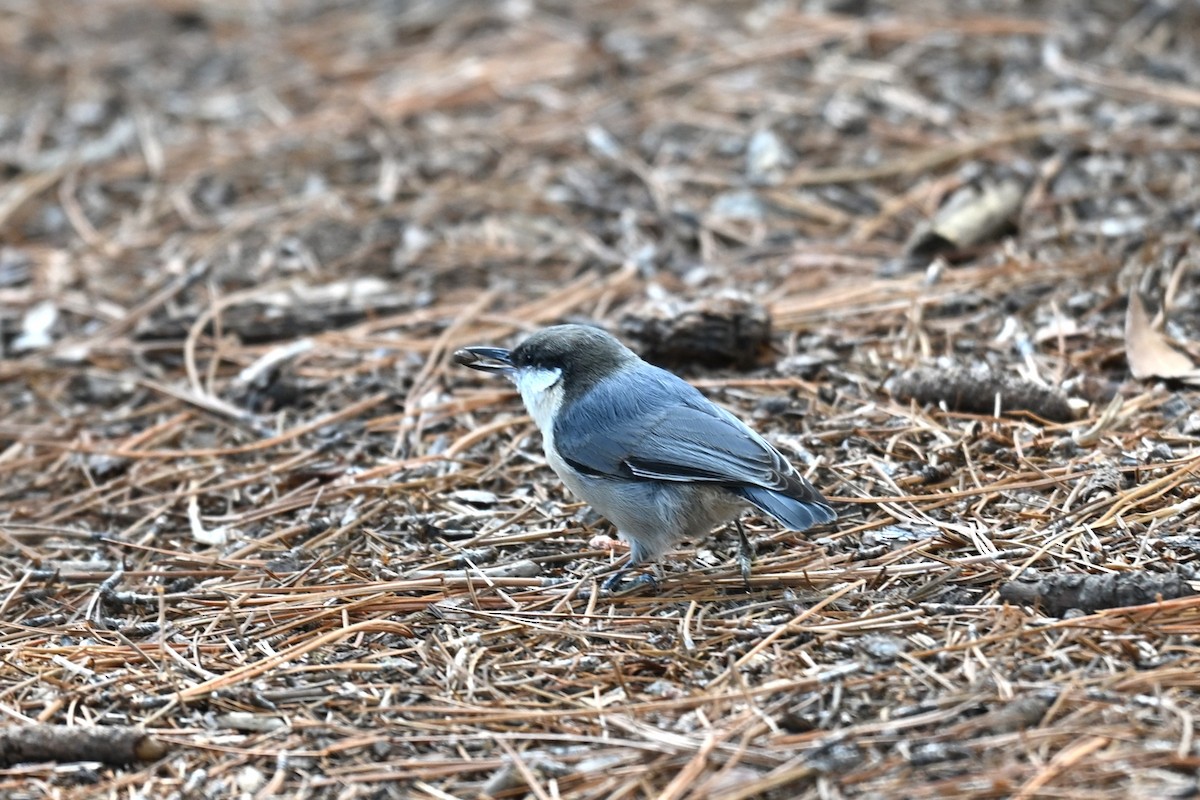 pygméspettmeis - ML642082420