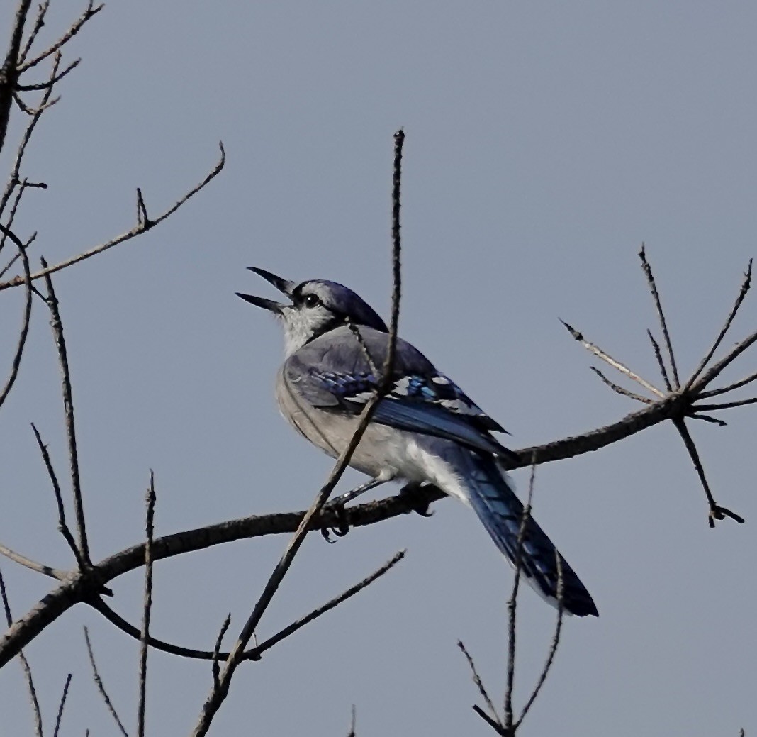 Geai bleu - ML642082421