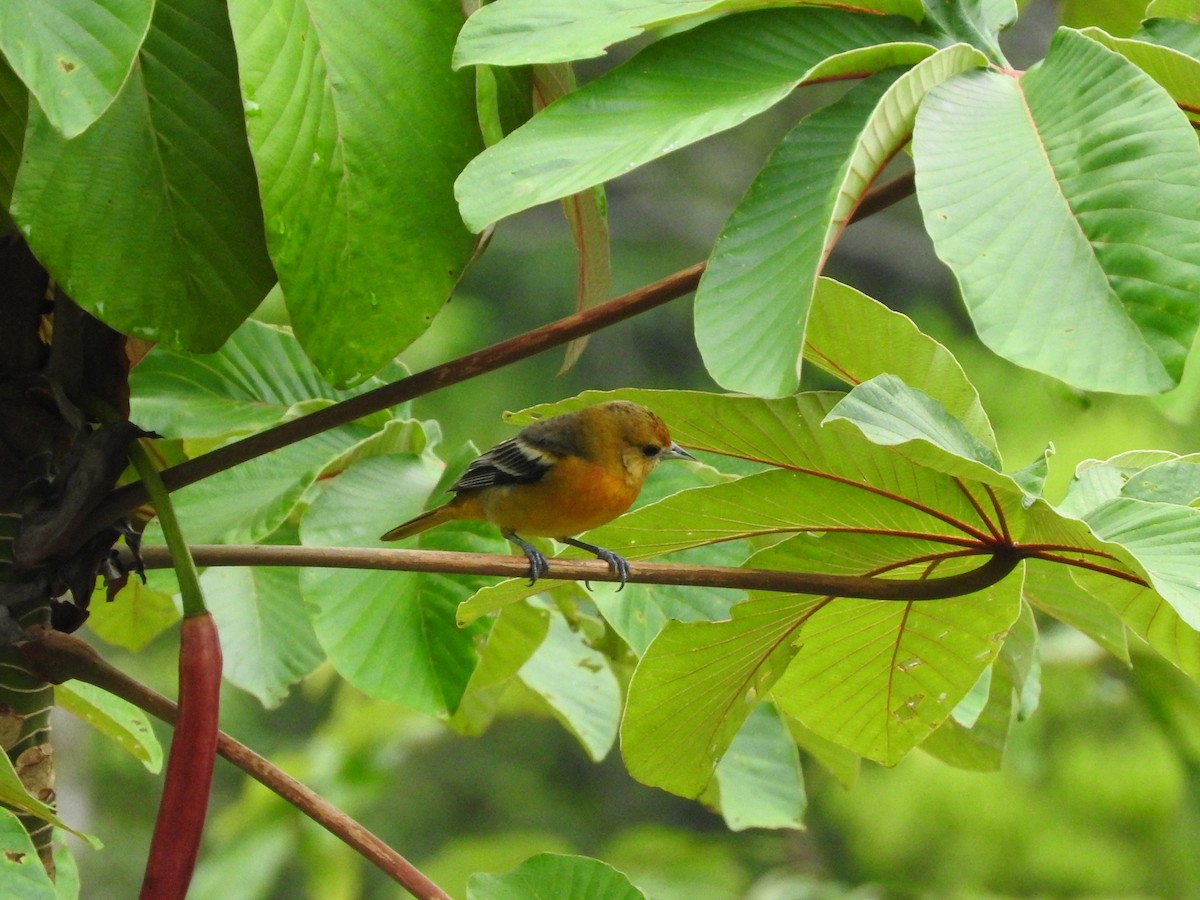 Baltimore Oriole - ML642082423