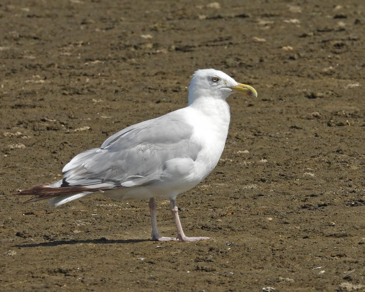American Herring Gull - ML642082453
