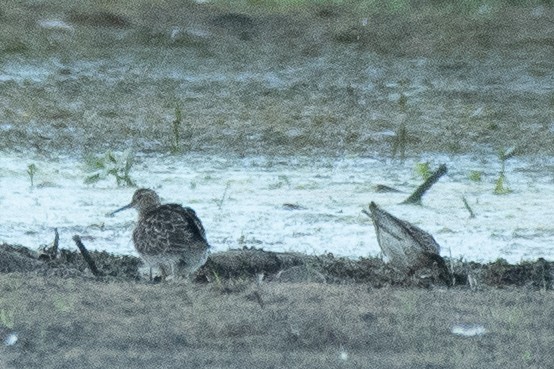 Pectoral Sandpiper - ML642082458