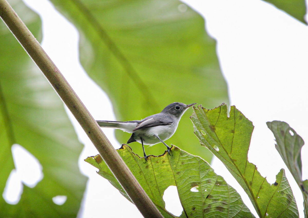 Blue-gray Gnatcatcher - ML642082463