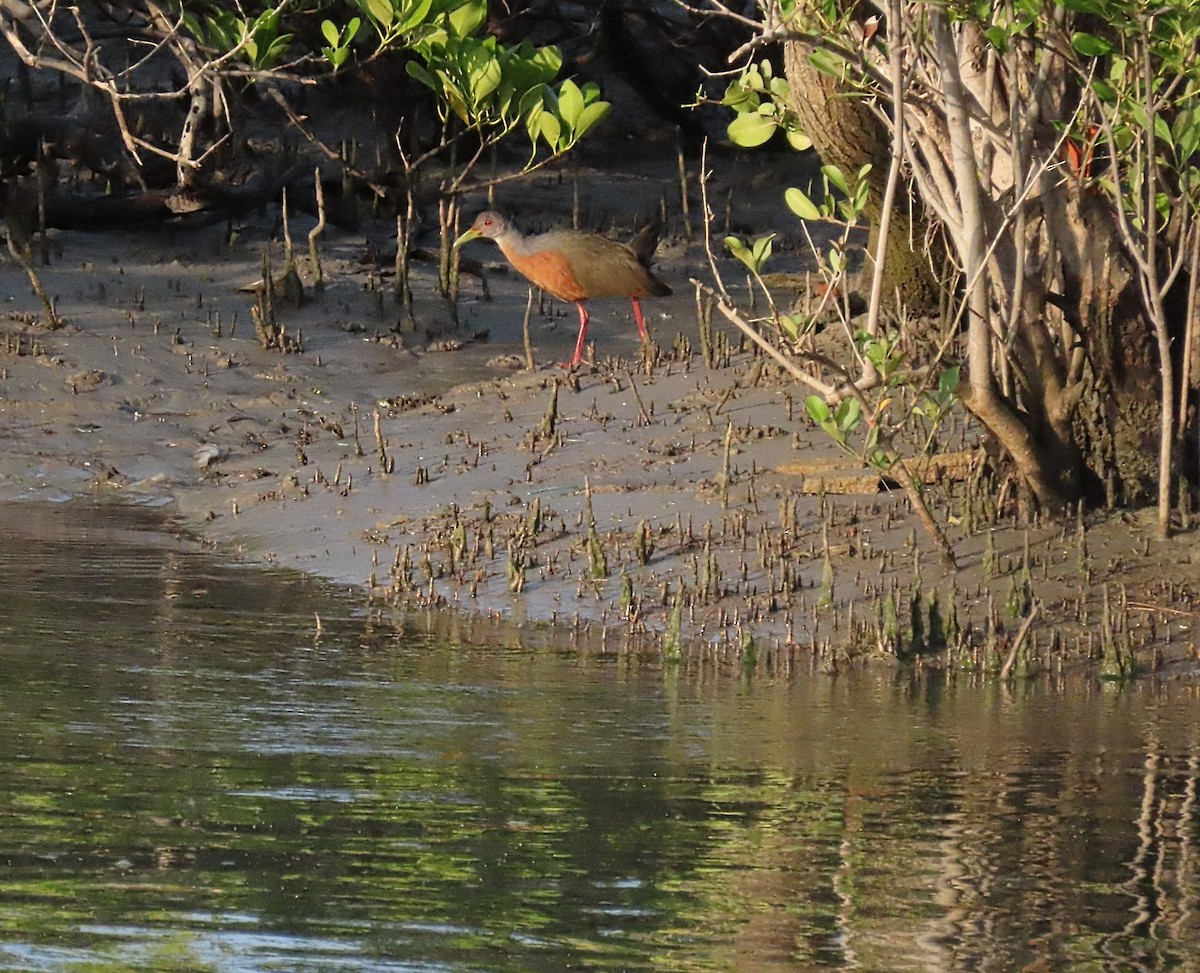 Little Wood-Rail - ML642082464
