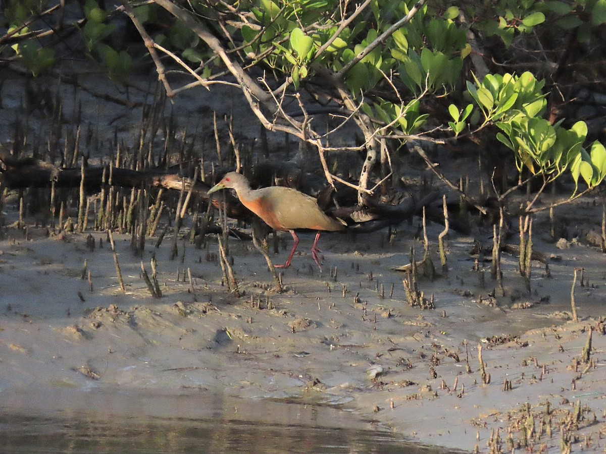 Little Wood-Rail - ML642082465