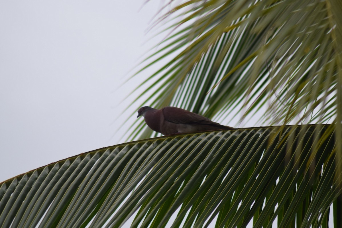 Pale-vented Pigeon - ML642082486