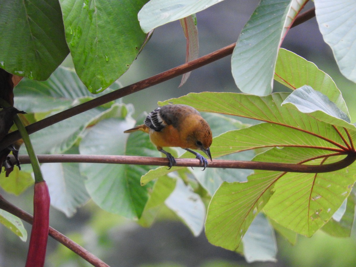 Baltimore Oriole - ML642082488
