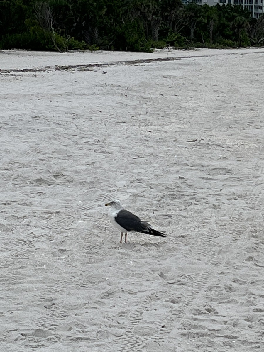 Lesser Black-backed Gull - ML642082498