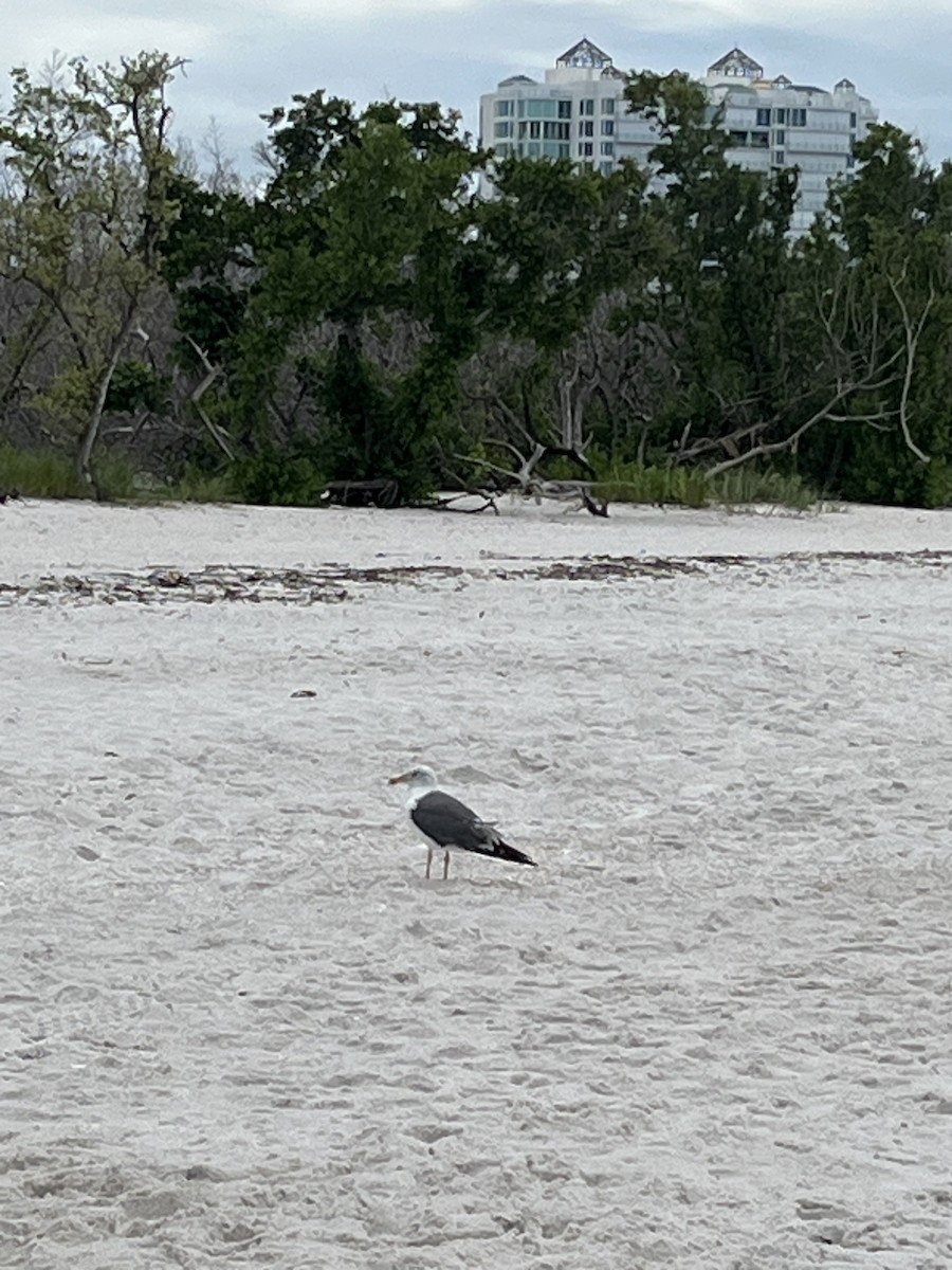 Lesser Black-backed Gull - ML642082499