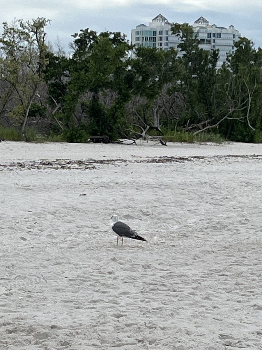 Lesser Black-backed Gull - ML642082500