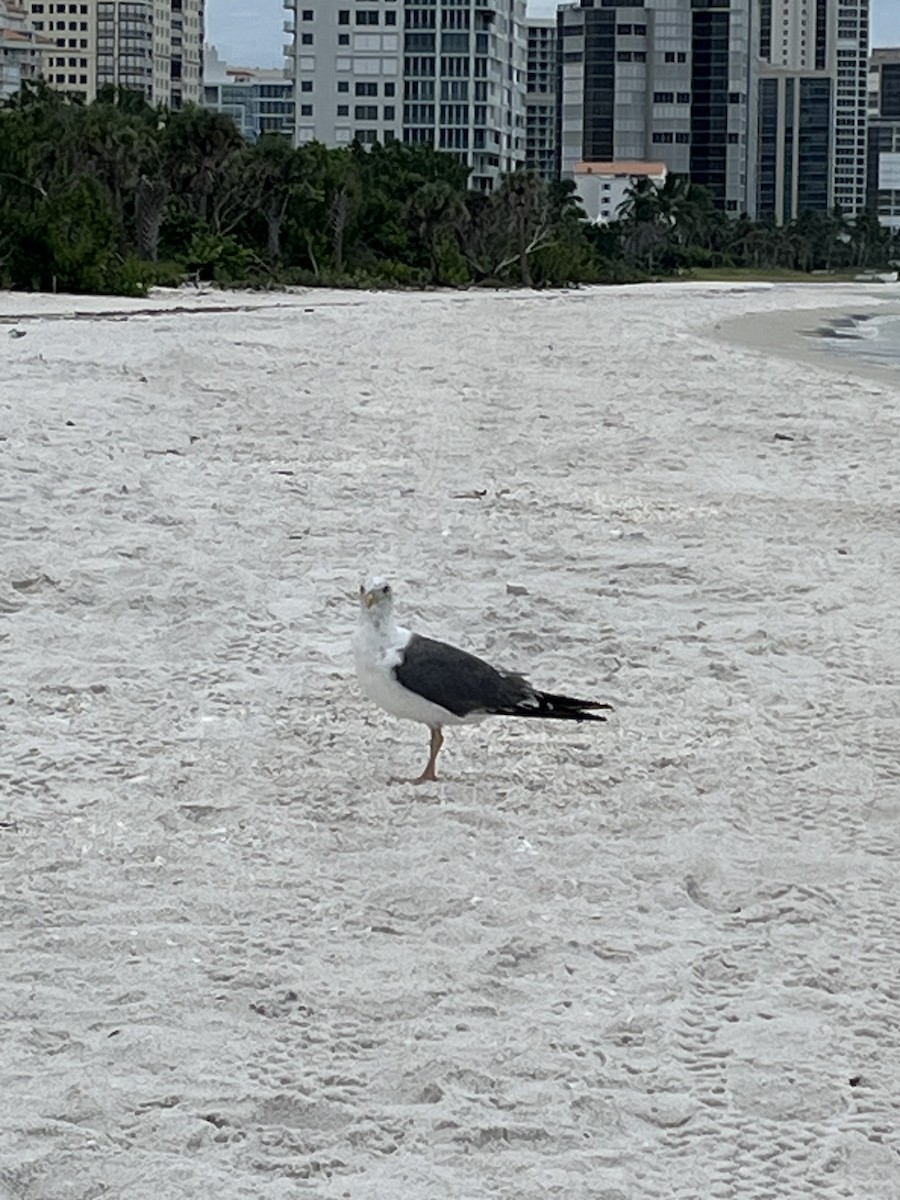 Lesser Black-backed Gull - ML642082501