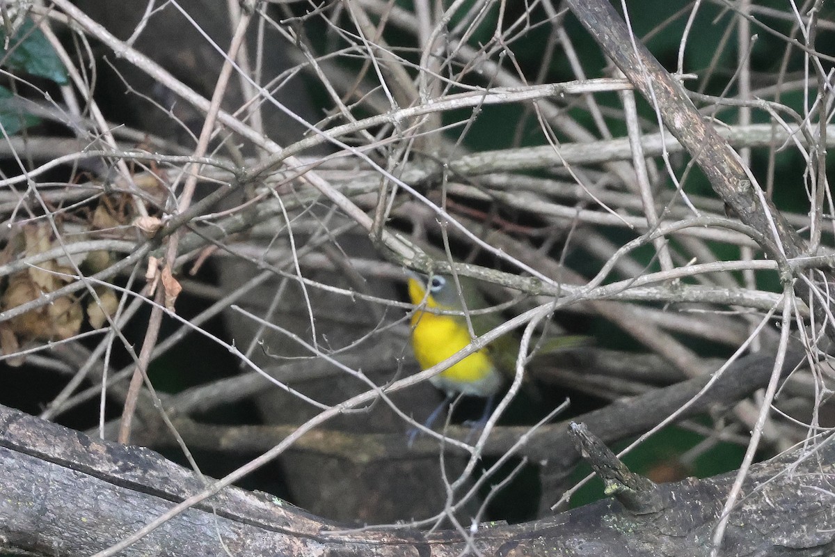 Yellow-breasted Chat - ML642082502