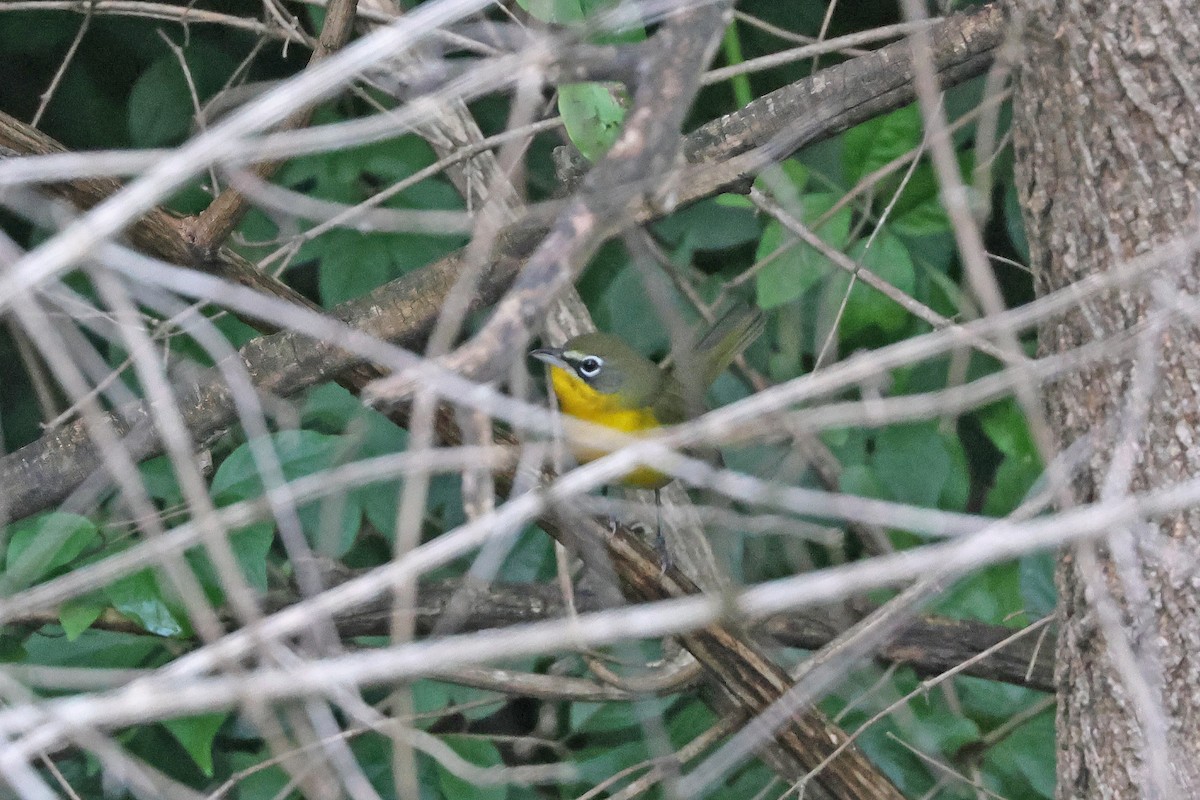 Yellow-breasted Chat - ML642082503