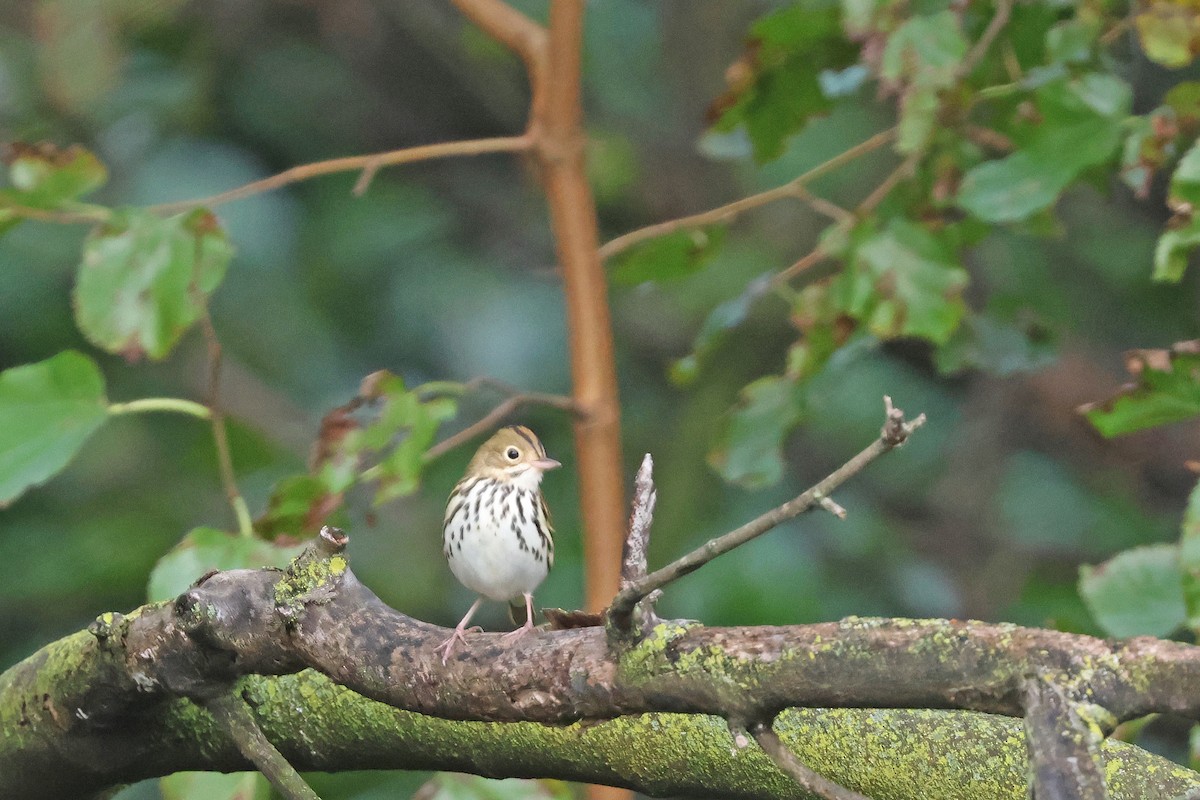 Ovenbird - ML642082507