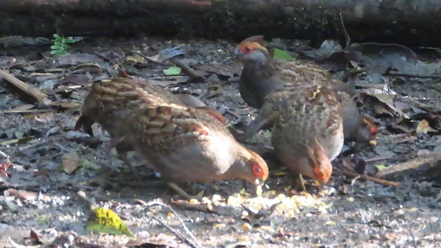 Spot-winged Wood-Quail - ML642082509