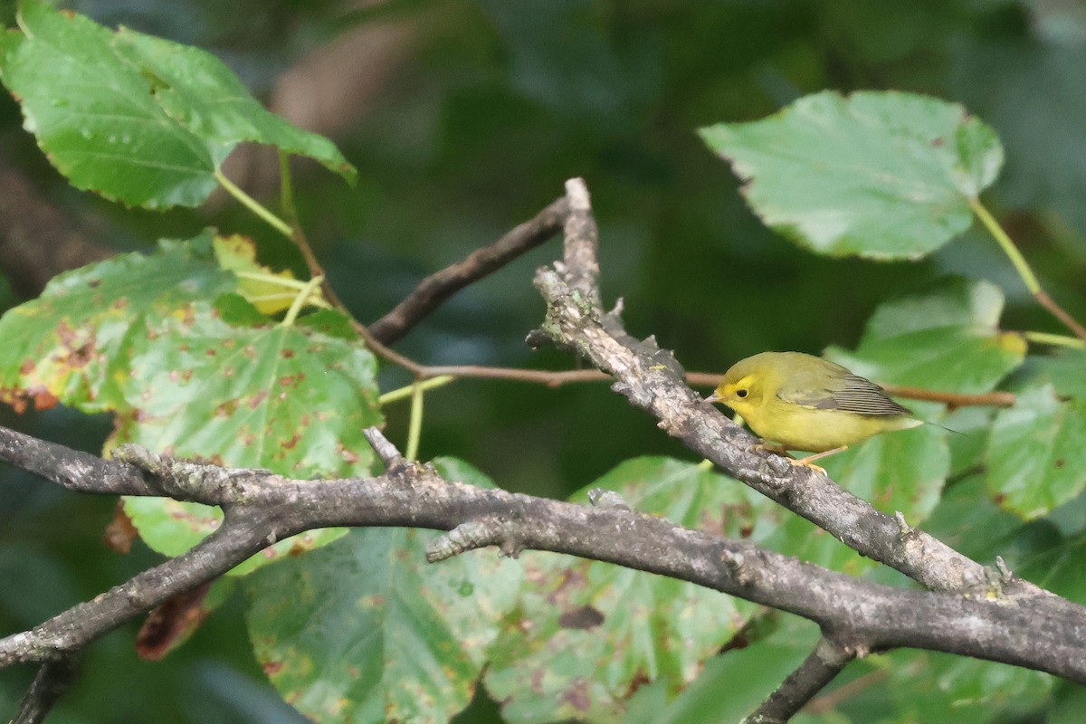 Wilson's Warbler - ML642082517