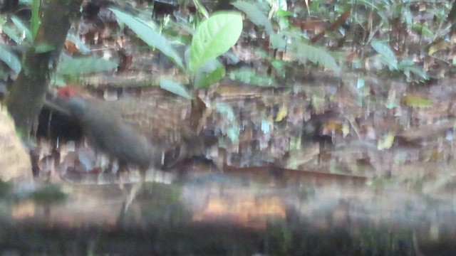 Spot-winged Wood-Quail - ML642082532