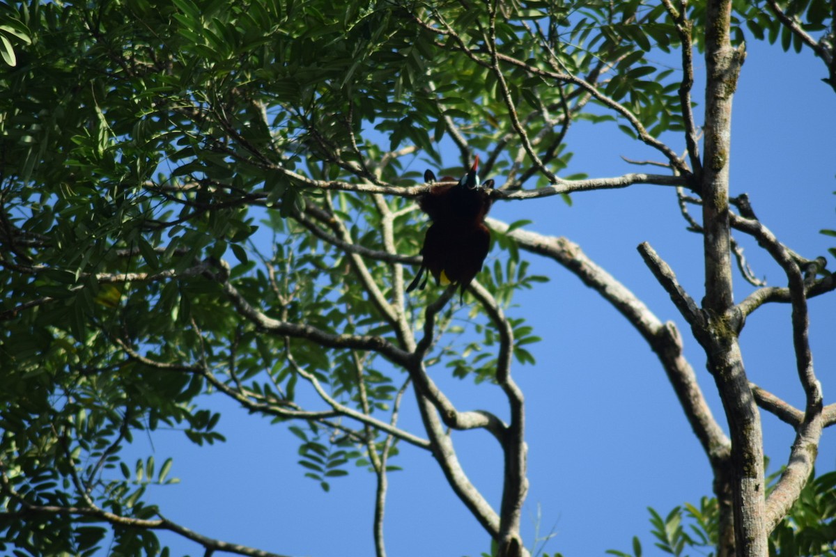 Montezuma Oropendola - ML642082558