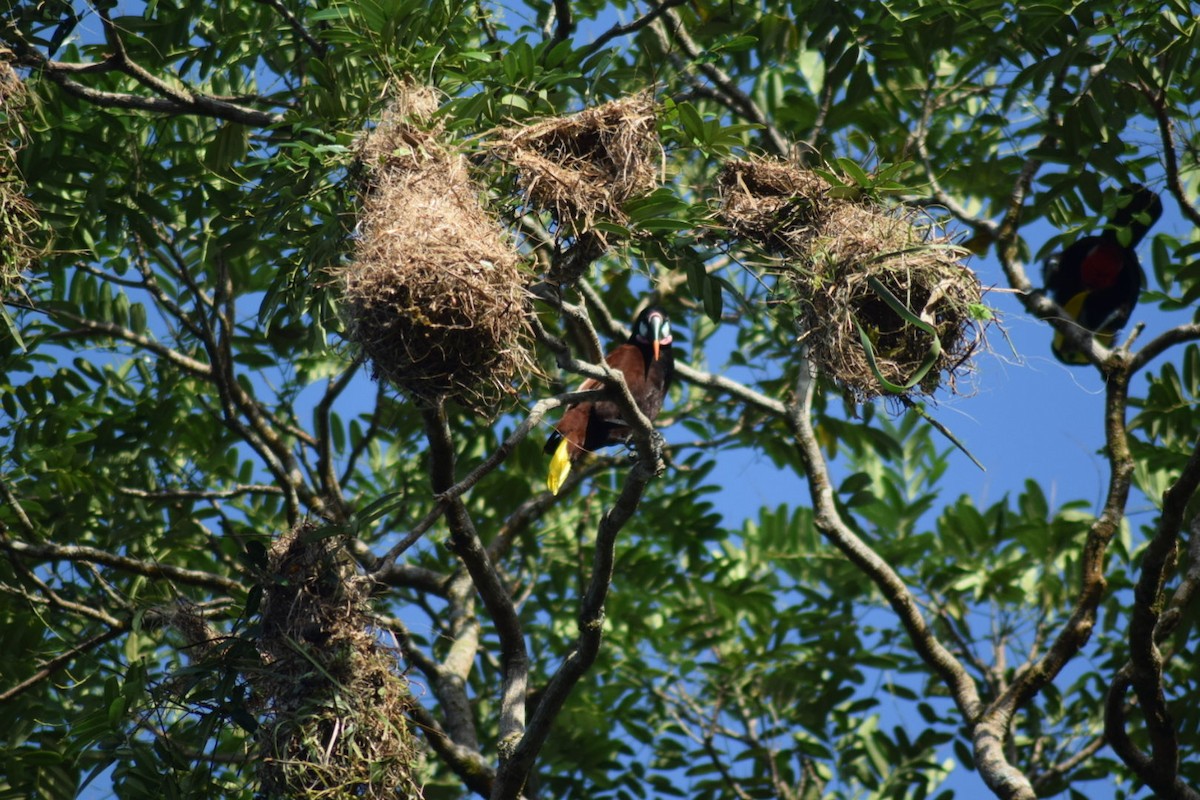 Montezuma Oropendola - ML642082570