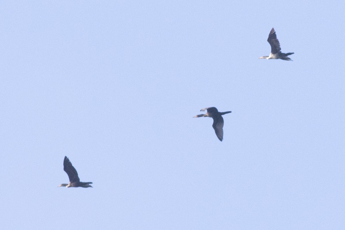 Cormorán Orejudo - ML642082571
