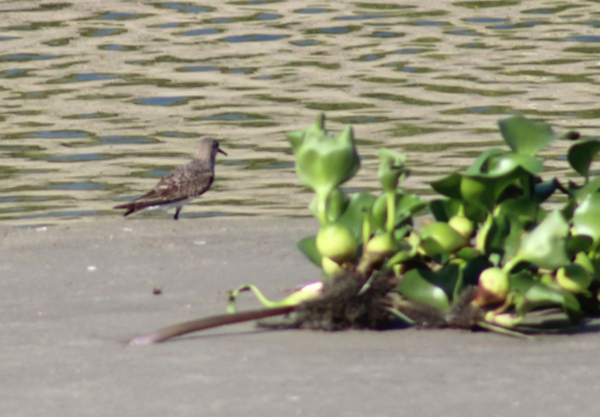 White-rumped Sandpiper - ML642082574