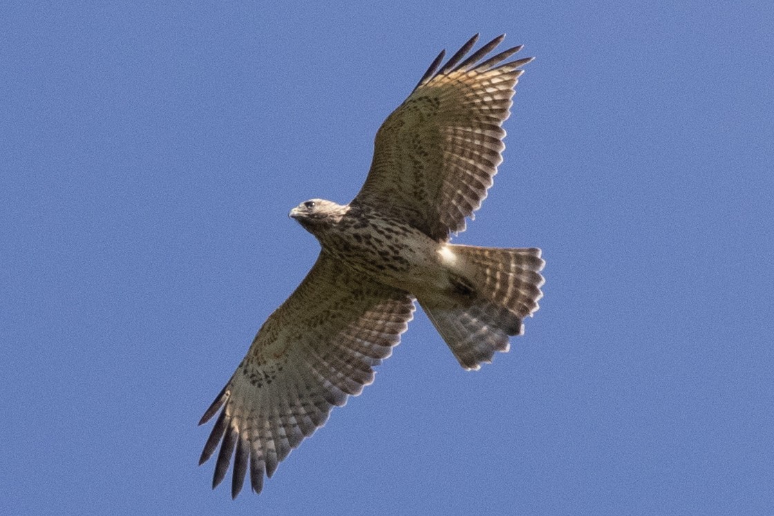 káně páskovaná - ML642082589