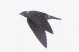 Purple Martin - ML642082596