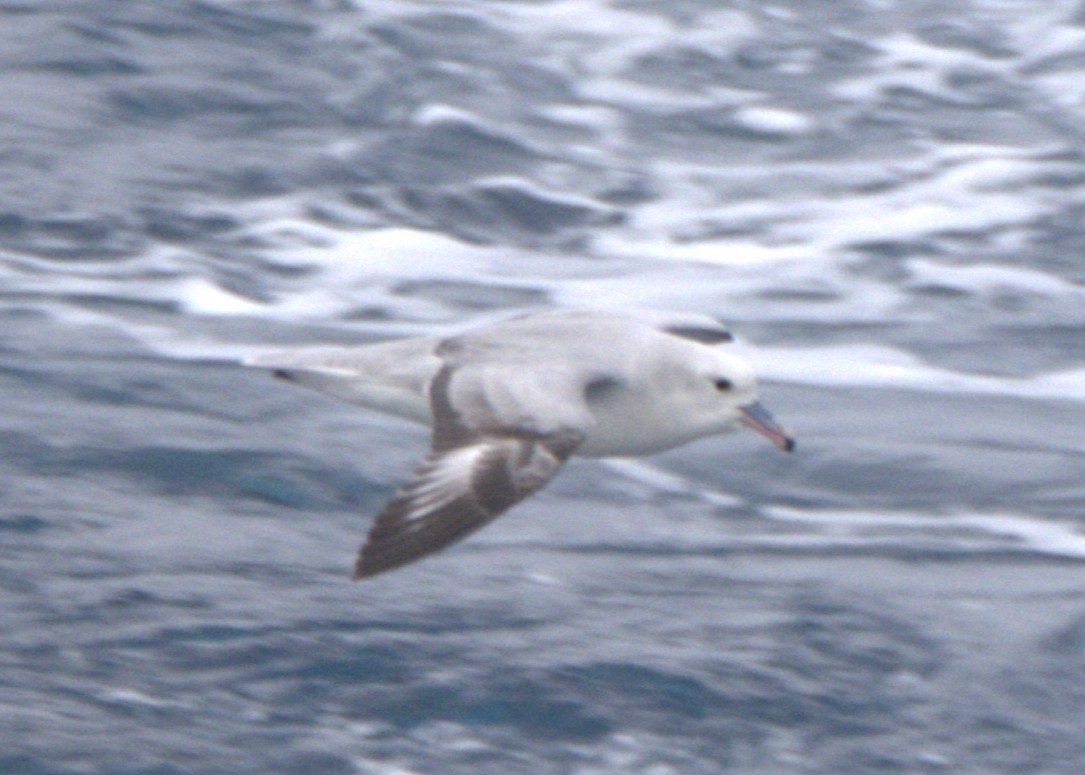 Southern Fulmar - ML642082604