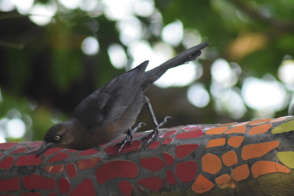 Great-tailed Grackle - ML642082621