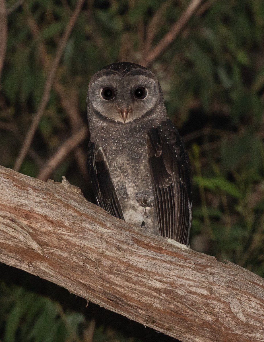 Sooty Owl - ML642082623