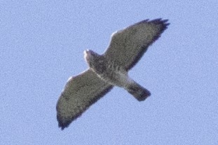 káně širokokřídlá - ML642082626