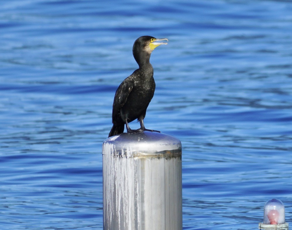 Kormoran - ML642082633