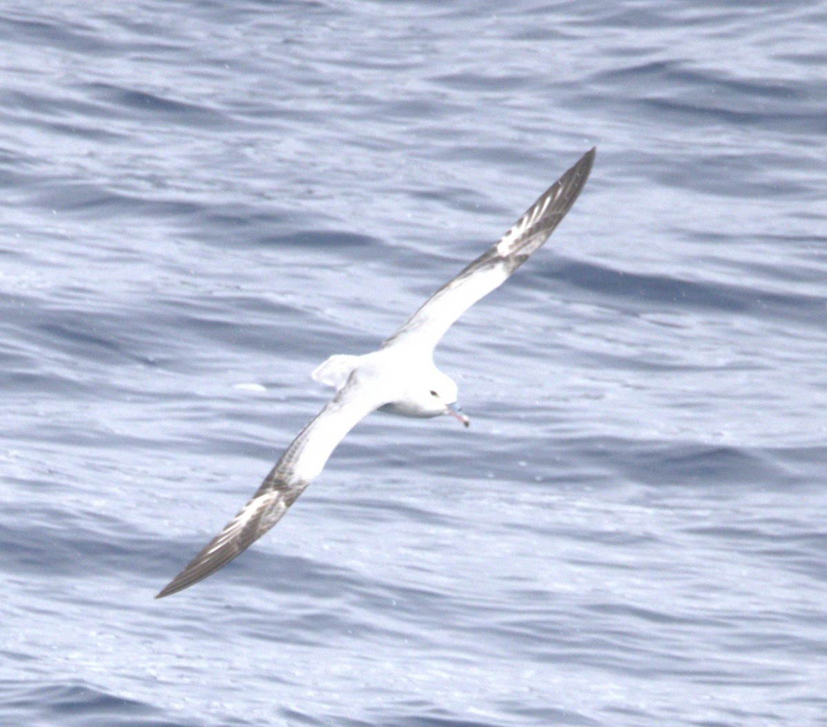 Southern Fulmar - ML642082635