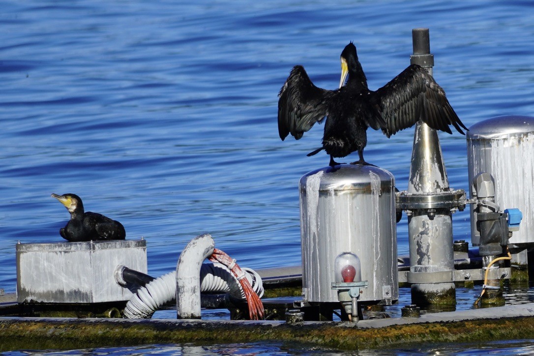 Kormoran - ML642082637