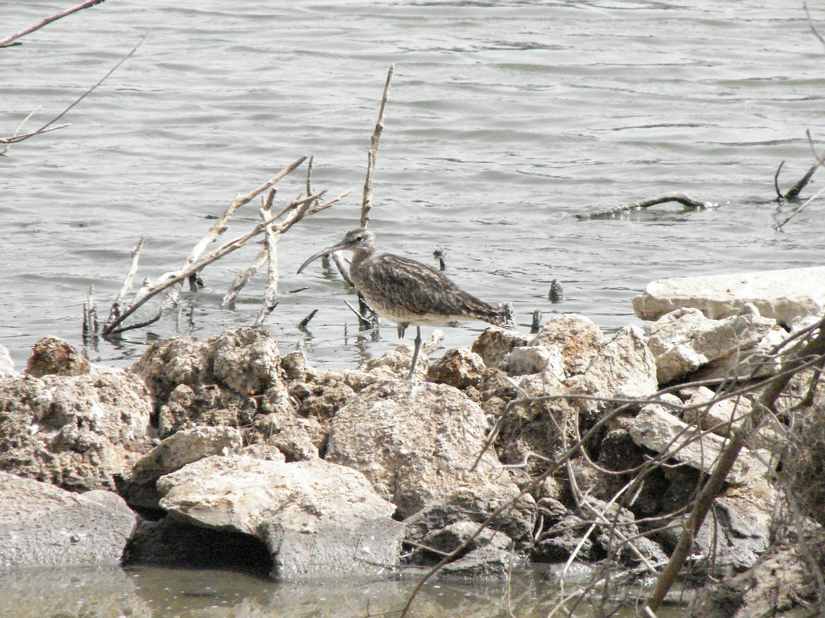 Eurasian Whimbrel - ML642082642