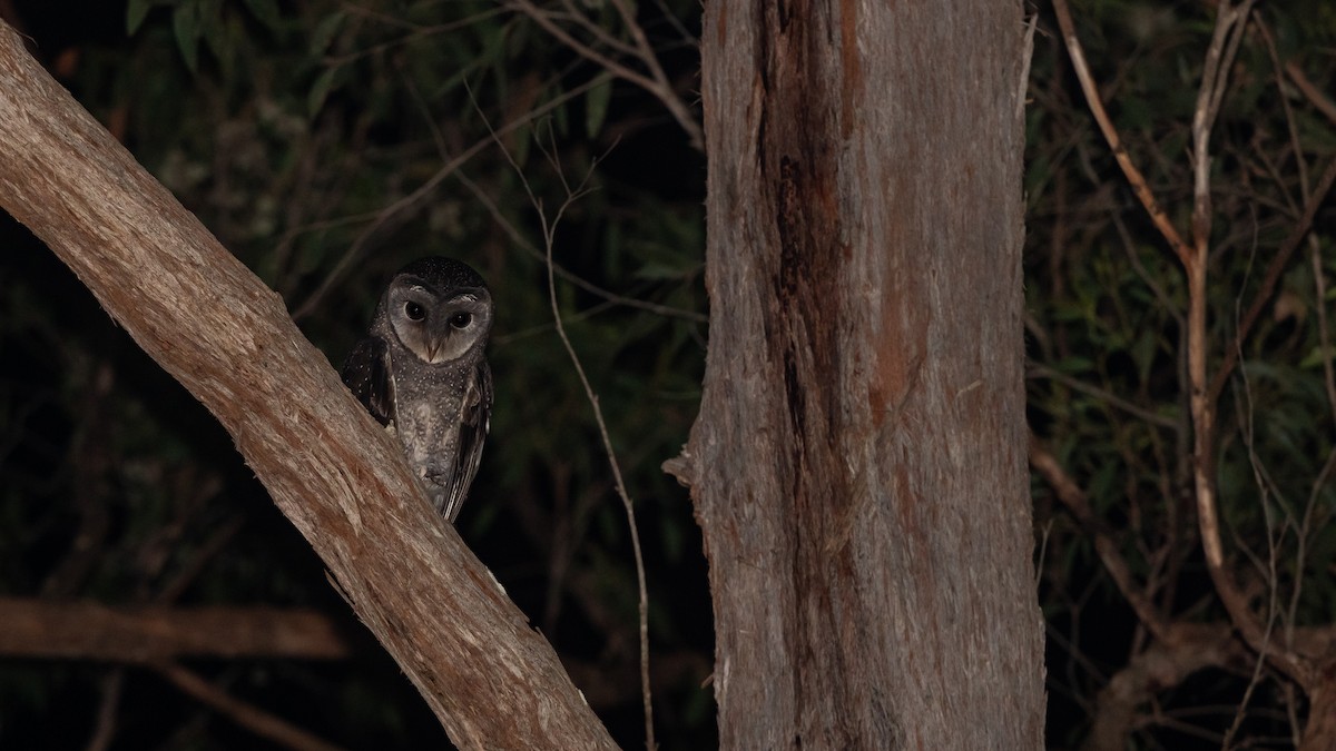 Sooty Owl - ML642082650