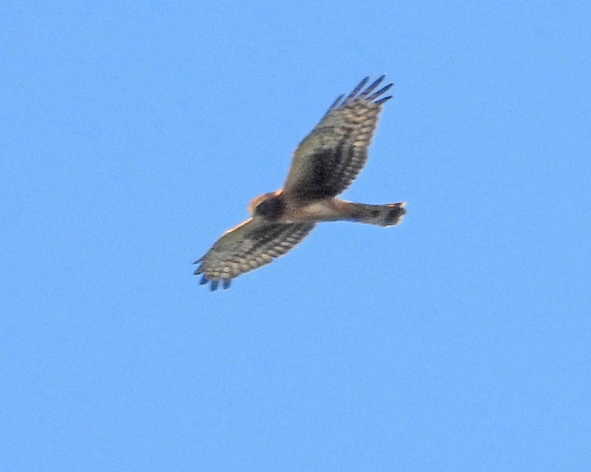 Northern Harrier - ML642082651