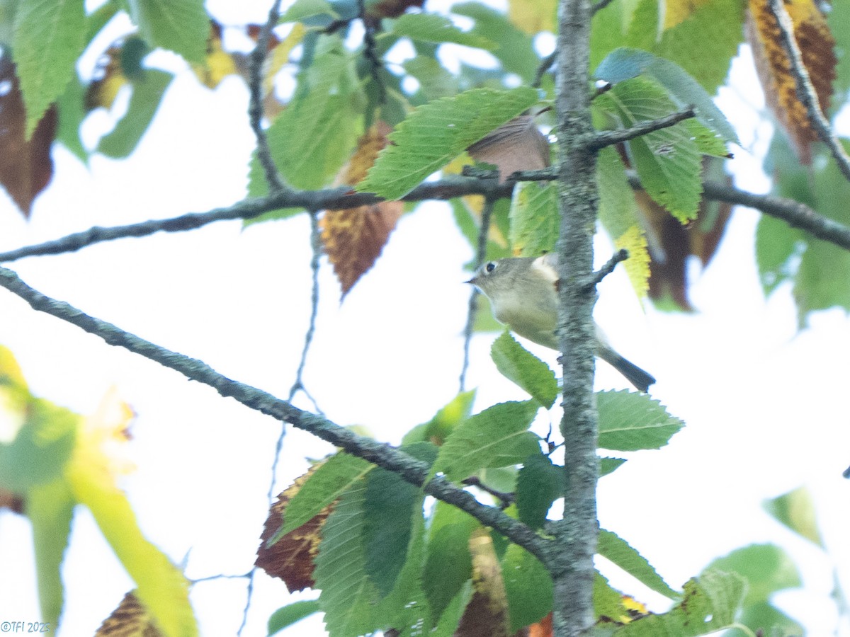 Ruby-crowned Kinglet - ML642082674