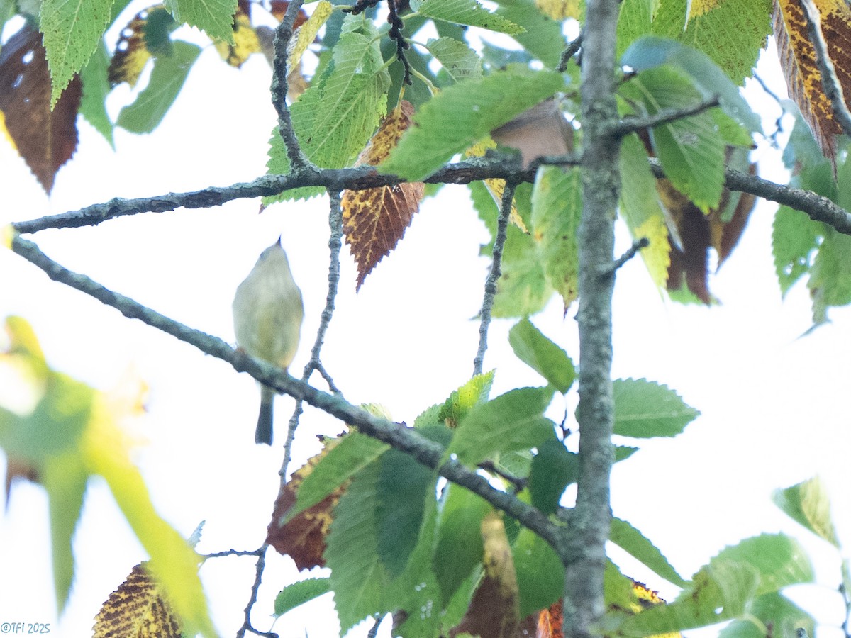Ruby-crowned Kinglet - ML642082675
